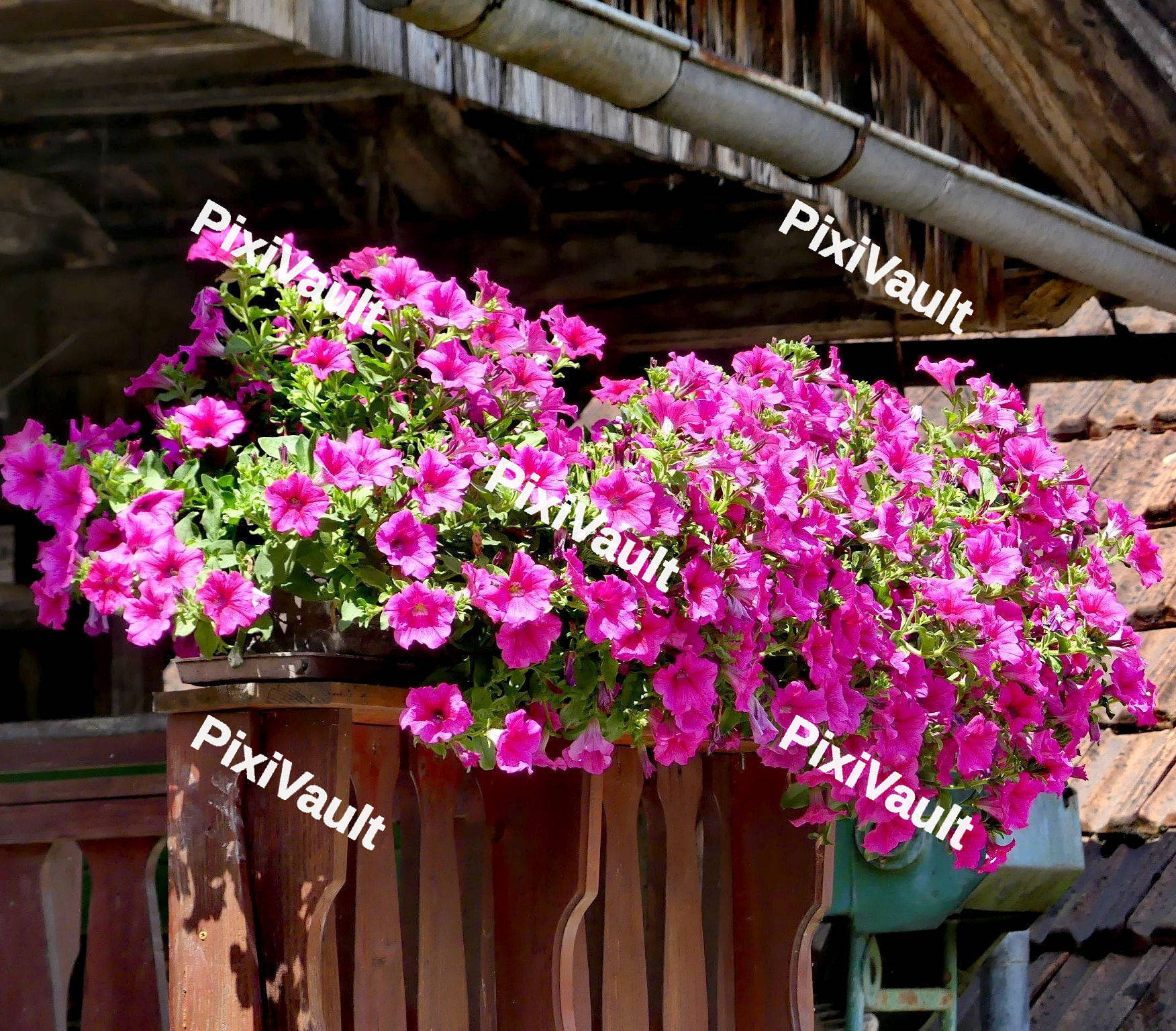 Petunia Flowers